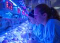 In this evocative image, we see the inner workings of a neonatal intensive care unit (NICU) where healthcare professionals are diligently monitoring the well-being of fragile newborns. Bathed in a comforting blue light, which often serves a therapeutic purpose, the nurses exhibit a deep focus and calmness that is essential in providing the best care for these tiny patients. Each infant, lying in their respective incubator, is a testament to the critical and life-saving work performed in hospitals every day—a scene of hope, resilience, and modern medical science.